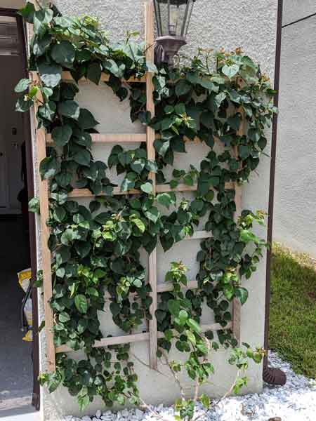 Vines on the outside of a garage