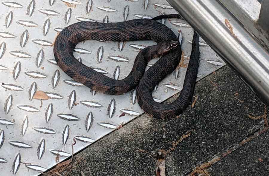 How To Keep Snakes Out Of Your Garage