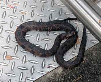 garage snakes keep