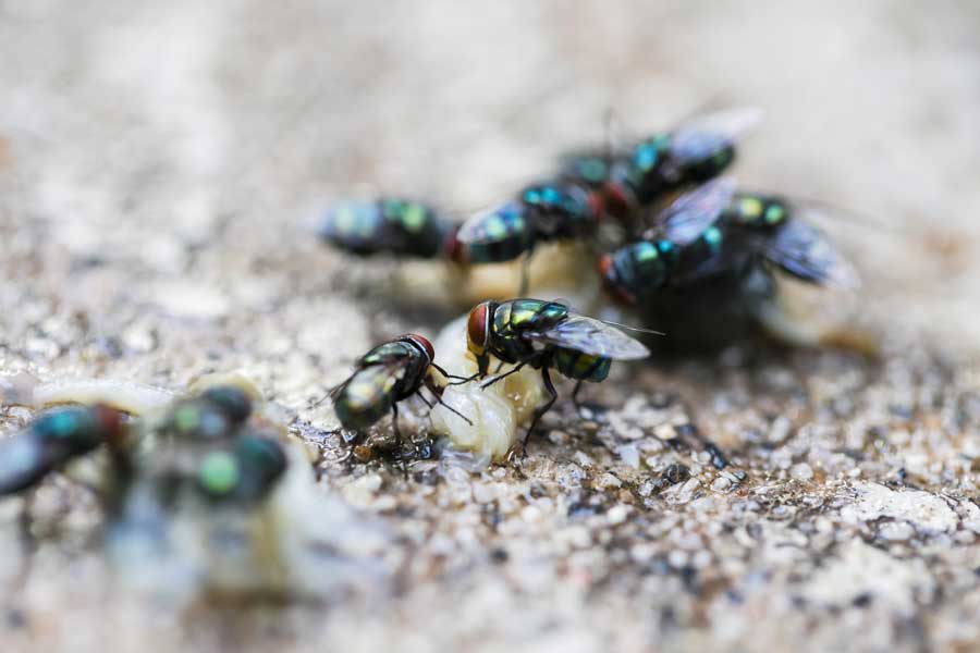 Get Rid Of Annoying Garage Flies Tips Tricks   Flies In Garage 