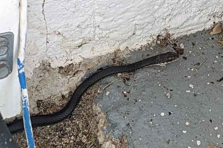 How To Keep Snakes Out Of Your Garage