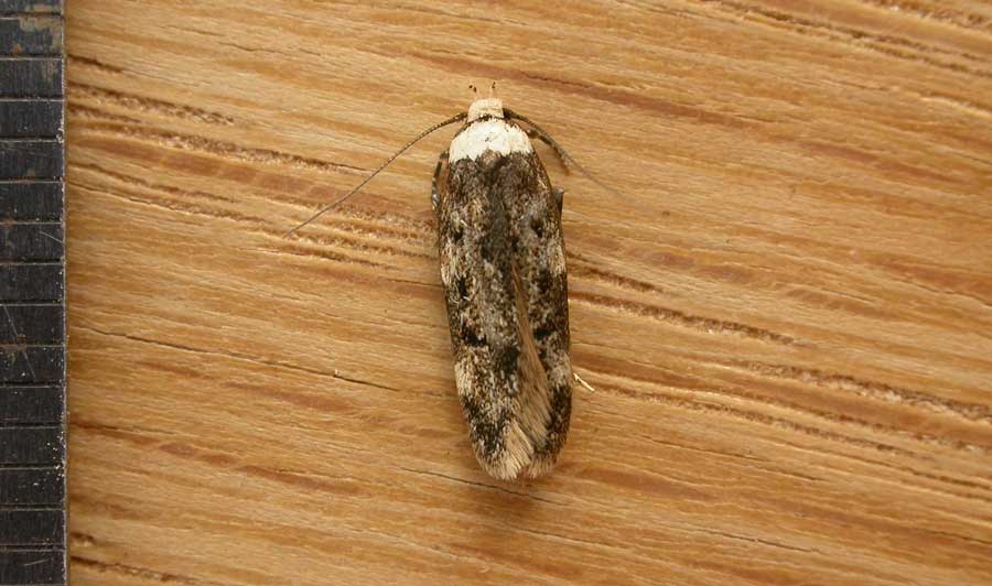 The White Shouldered House Moth - A Homeowners Guide