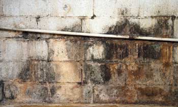 Mold & Mildew on garage wall - Feature Image