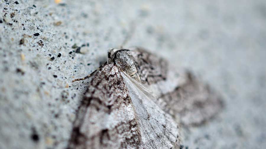 How to Get Rid of Pantry Moths (Homeowner's Guide) - Bob Vila